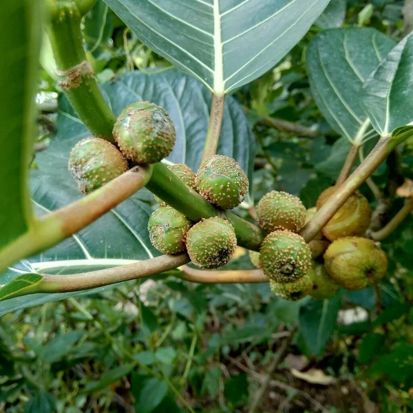 Ficus Septica Awar Awar Bar Abar Ciyat Bobulutu Tagalolo Tobo —  Fotos de Stock