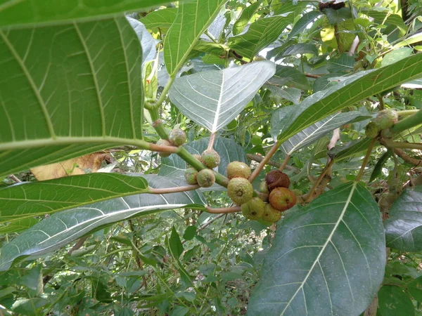 Ficus Septica Awar Awar Bar Abar Ciyat Bobulutu Tagalolo Tobo — Foto de Stock