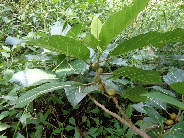 Ficus Septica Awar Awar Bar Abar Ciyat Bobulutu Tagalolo Tobo — Stok Foto