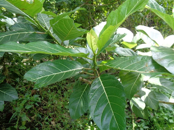 Ficus Septica Awar Awar Bar Abar Ciyat Bobulutu Tagalolo Tobo — Foto Stock