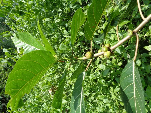 Ficus Septica Awar Awar Bar Abar Ciyat Bobulutu Tagalolo Tobo — Fotografia de Stock