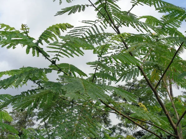 Albizia Chinensis Zijdeboom Chinese Albizia Kool Khang Hung Kang Luang — Stockfoto