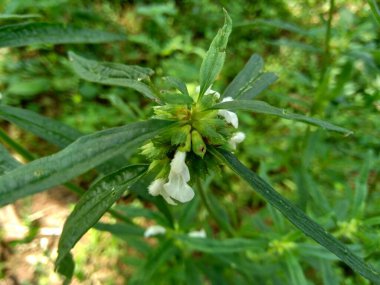 Borreria sp. Bu bitki yabani otları içerir ve Endonezya 'daki tarlalarda kolayca bulunur. Bu bitkinin beyaz çiçekleri var. Böcekler bu bitkiye bayılır..