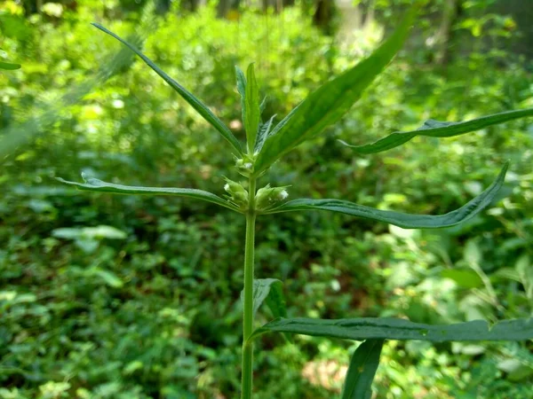 Borreria Diese Pflanze Enthält Unkraut Und Ist Leicht Auf Feldern — Stockfoto