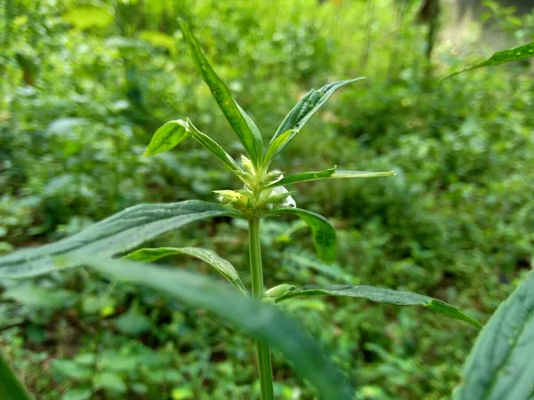 Borreria 这种植物包括杂草 很容易在田里找到 例如在印度尼西亚的田里 这种植物有白色的花 甲壳虫喜欢这种植物 — 图库照片