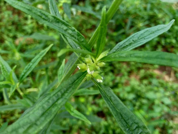Borreria Αυτό Φυτό Περιλαμβάνει Ζιζάνια Και Βρίσκεται Εύκολα Χωράφια Όπως — Φωτογραφία Αρχείου