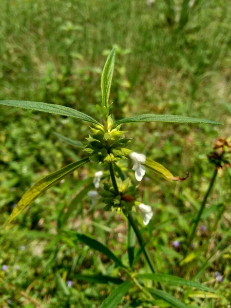 Borreria Plant Includes Weeds Easily Found Fields Fields Indonesia Plant — Stock Photo, Image