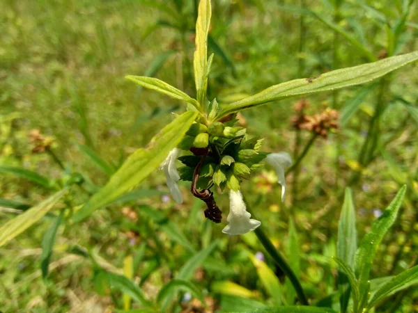 Borreria Esta Planta Incluye Malas Hierbas Encuentra Fácilmente Los Campos —  Fotos de Stock