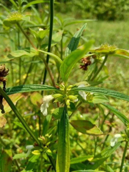 Borreria Diese Pflanze Enthält Unkraut Und Ist Leicht Auf Feldern — Stockfoto
