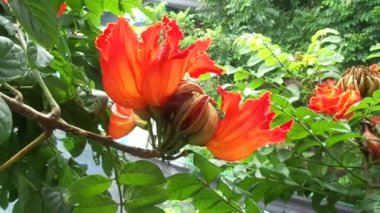 Spatodea campanulata (Kiacret, Afrika lalesi, fıskiye ağacı, pichkari, Nandi alevi, Dünya 'nın en kötü işgalcileri, Nil alevi, su ağacı, lale ağacı, Uganda alevi, Thika alevi) doğal arkaplanı.