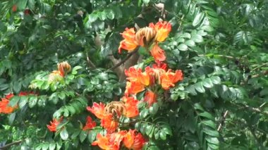 Spatodea campanulata (Kiacret, Afrika lalesi, fıskiye ağacı, pichkari, Nandi alevi, Dünya 'nın en kötü işgalcileri, Nil alevi, su ağacı, lale ağacı, Uganda alevi, Thika alevi) doğal arkaplanı.