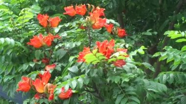 Spatodea campanulata (Kiacret, Afrika lalesi, fıskiye ağacı, pichkari, Nandi alevi, Dünya 'nın en kötü işgalcileri, Nil alevi, su ağacı, lale ağacı, Uganda alevi, Thika alevi) doğal arkaplanı.