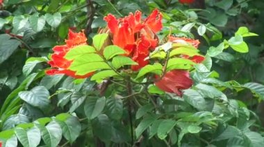 Spatodea campanulata (Kiacret, Afrika lalesi, fıskiye ağacı, pichkari, Nandi alevi, Dünya 'nın en kötü işgalcileri, Nil alevi, su ağacı, lale ağacı, Uganda alevi, Thika alevi) doğal arkaplanı.