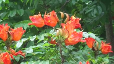 Spatodea campanulata (Kiacret, Afrika lalesi, fıskiye ağacı, pichkari, Nandi alevi, Dünya 'nın en kötü işgalcileri, Nil alevi, su ağacı, lale ağacı, Uganda alevi, Thika alevi) doğal arkaplanı.