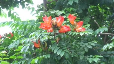 Spatodea campanulata (Kiacret, Afrika lalesi, fıskiye ağacı, pichkari, Nandi alevi, Dünya 'nın en kötü işgalcileri, Nil alevi, su ağacı, lale ağacı, Uganda alevi, Thika alevi) doğal arkaplanı.