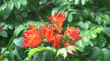 Spatodea campanulata (Kiacret, Afrika lalesi, fıskiye ağacı, pichkari, Nandi alevi, Dünya 'nın en kötü işgalcileri, Nil alevi, su ağacı, lale ağacı, Uganda alevi, Thika alevi) doğal arkaplanı.