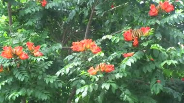 Spatodea campanulata (Kiacret, Afrika lalesi, fıskiye ağacı, pichkari, Nandi alevi, Dünya 'nın en kötü işgalcileri, Nil alevi, su ağacı, lale ağacı, Uganda alevi, Thika alevi) doğal arkaplanı.