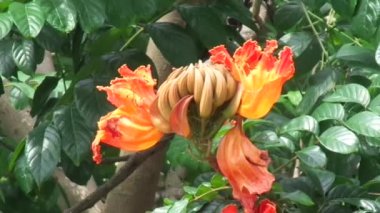 Spatodea campanulata (Kiacret, Afrika lalesi, fıskiye ağacı, pichkari, Nandi alevi, Dünya 'nın en kötü işgalcileri, Nil alevi, su ağacı, lale ağacı, Uganda alevi, Thika alevi) doğal arkaplanı.