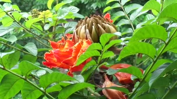 Spathodea Campanulata Kiacret African Tulip Fountain Tree Pichkari Nandi Flame — Stock Video