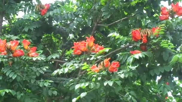 Spathodea Campanulata Kiacret African Tulip Fountain Tree Pichkari Nandi Flame — Stock Video