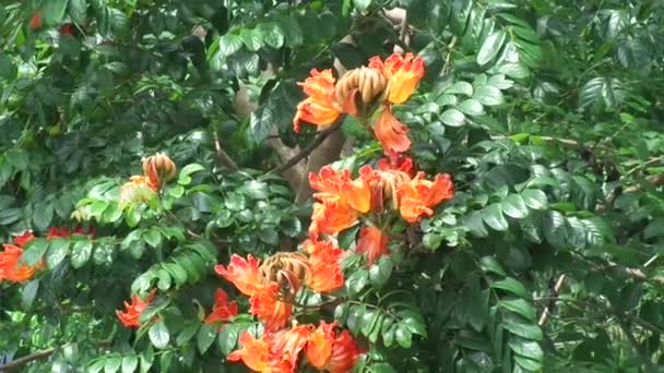 具有自然背景的Spathodea Campanulata Kiacret African Tulip Fountain Tree Pichkari Nandi Flame — 图库视频影像