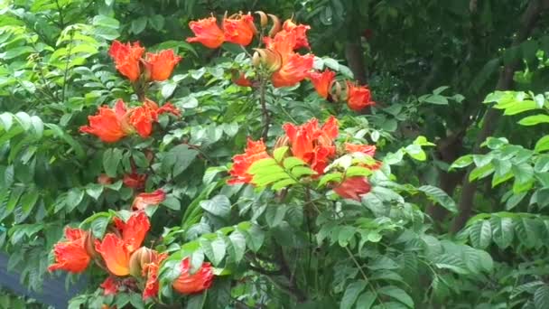 具有自然背景的Spathodea Campanulata Kiacret African Tulip Fountain Tree Pichkari Nandi Flame — 图库视频影像