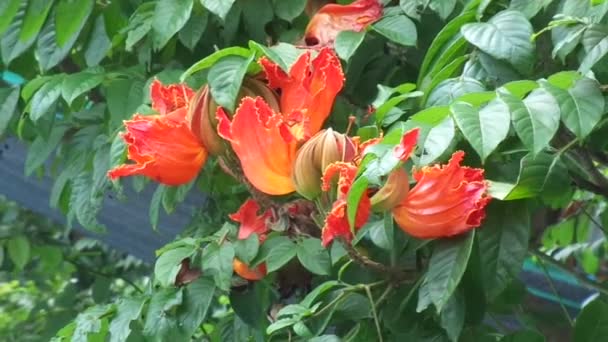 Spathodea Campanulata Kiacret African Tulip Fountain Tree Pichkari Nandi Flame — стоковое видео