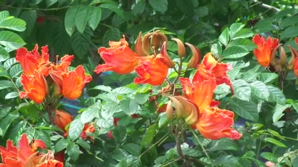 Spathodea Campanulata Kiacret Tulipán Africano Árbol Fuente Pichkari Llama Nandi — Vídeos de Stock