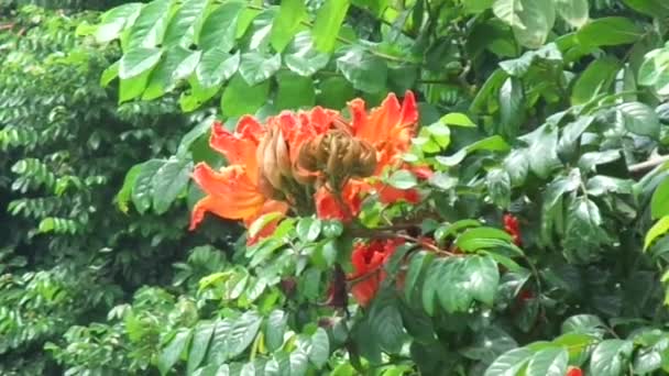Spathodea Campanulata Kiacret African Tulip Fountain Tree Pichkari Nandi Flame — стоковое видео