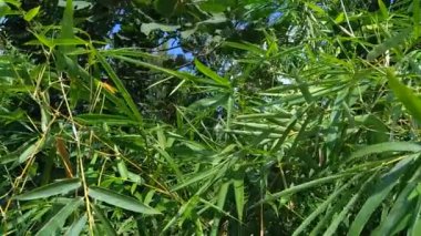 Doğadaki yeşil bambu yapraklarını kapatın.