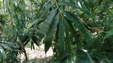 Doğadaki yeşil bambu yapraklarını kapatın.