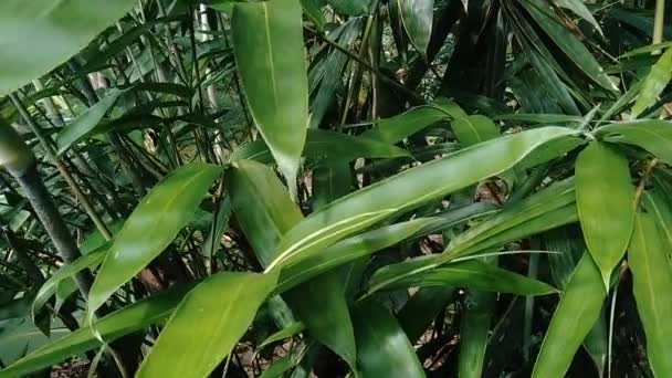 Grüne Bambusblätter Der Natur Hautnah Erleben — Stockvideo