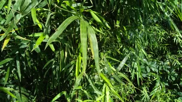 Närbild Gröna Bambu Blad Naturen — Stockvideo