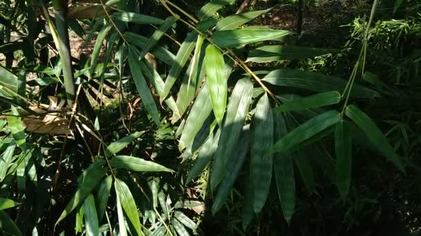 Κοντά Πράσινα Φύλλα Μπαμπού Στη Φύση — Αρχείο Βίντεο