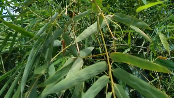 Close Green Bamboo Leaves Nature — Stock Video