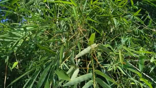 Close Green Bamboo Leaves Nature — Stock Video