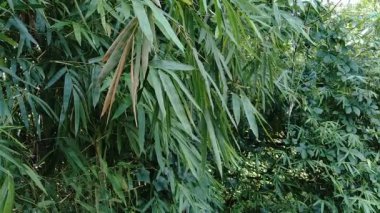 Doğadaki yeşil bambu yapraklarını kapatın.