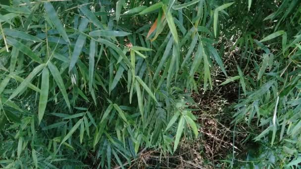 Zbliżenie Zielone Liście Bambusa Przyrodzie — Wideo stockowe
