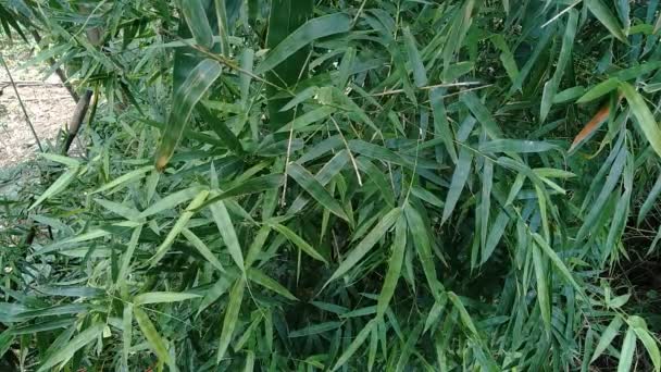 Fechar Folhas Bambu Verde Natureza — Vídeo de Stock