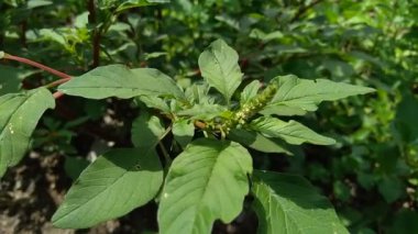 Thorny Amaranthus (Amaranthus spinosus, dikenli araranth, dikenli yosun, dikenli armut, dikenli amaranth)
