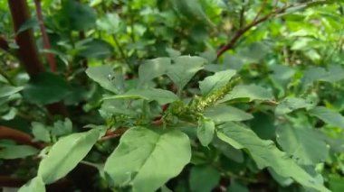 Thorny Amaranthus (Amaranthus spinosus, dikenli araranth, dikenli yosun, dikenli armut, dikenli amaranth)