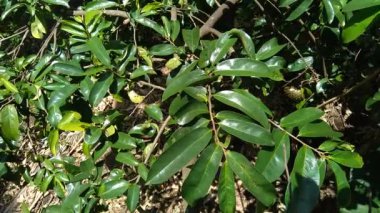 Yeşil kaynak laves veya dikenli krema elması. (Annona muricata L., graviola, guyabano, guanbana). Karsinom tedavisi için bitki..