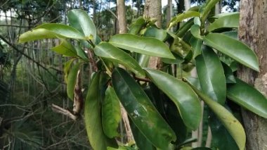Yeşil kaynak laves veya dikenli krema elması. (Annona muricata L., graviola, guyabano, guanbana). Karsinom tedavisi için bitki..