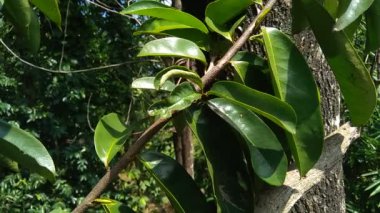 Yeşil kaynak laves veya dikenli krema elması. (Annona muricata L., graviola, guyabano, guanbana). Karsinom tedavisi için bitki..