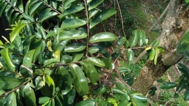 Yeşil kaynak laves veya dikenli krema elması. (Annona muricata L., graviola, guyabano, guanbana). Karsinom tedavisi için bitki..