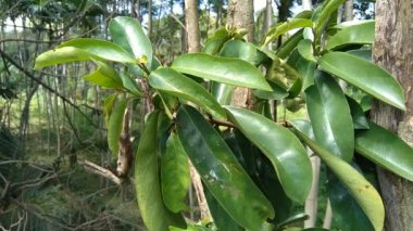 Yeşil kaynak laves veya dikenli krema elması. (Annona muricata L., graviola, guyabano, guanbana). Karsinom tedavisi için bitki..