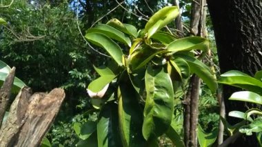 Yeşil kaynak laves veya dikenli krema elması. (Annona muricata L., graviola, guyabano, guanbana). Karsinom tedavisi için bitki..