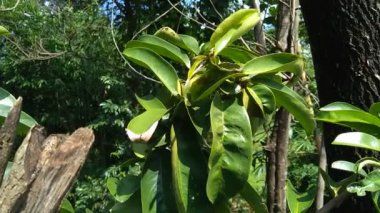 Yeşil kaynak laves veya dikenli krema elması. (Annona muricata L., graviola, guyabano, guanbana). Karsinom tedavisi için bitki..