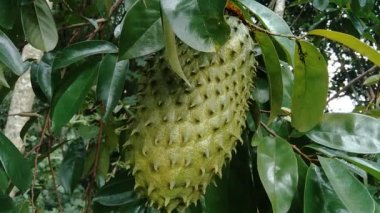 soursop (Annona muricata L., sirsak, durian belanda, graviola, guyabano, guanbana, Annona muricata) bahçedeki ağaçta asılı duruyor.