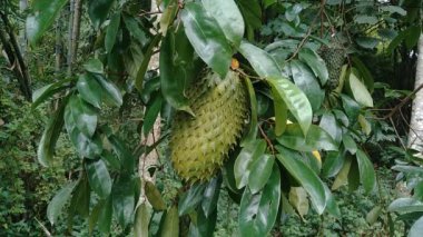 soursop (Annona muricata L., sirsak, durian belanda, graviola, guyabano, guanbana, Annona muricata) bahçedeki ağaçta asılı duruyor.